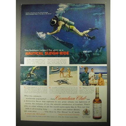 1956 Canadian Club Whisky Ad - This Caribbean Leopard Ray