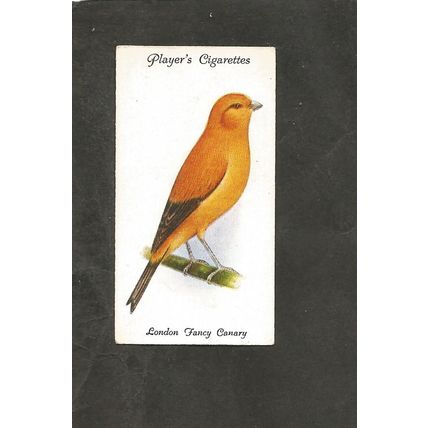 Cigarette Card Players Aviary & Caged Birds 1933 #13 London Fancy Canary