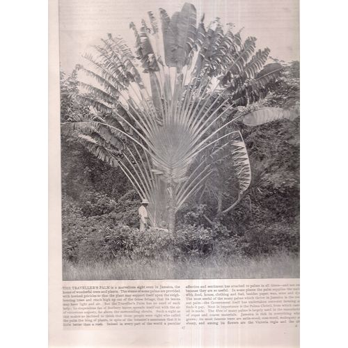 SNOW, MONTREAL STREET, CANADA & THE TRAVELLER'S PALM, JAMAICA from a book 1895