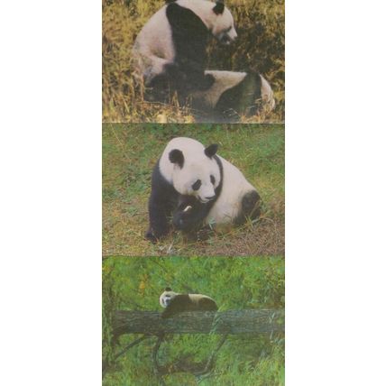 Panda Endangered Extinct Species 3x Chinese Animal Postcard s