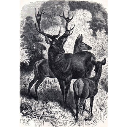 A FAMILY OF RED DEER 1894 Gustav Ludwig Heinrich Mützel VICTORIAN ENGRAVING