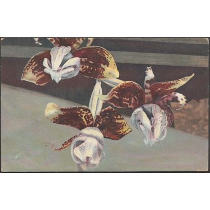 Orchideen - Stanhopea Tigrina, c.1910 - Nenke & Ostermaier AK
