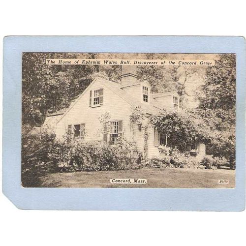 MA Concord Ephram Wales Bull Grapevine Cottage ma_box2~880