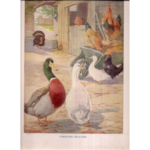 FARMYARD BEAUTIES illustration by A.E.Kennedy 335 x 240 mm book plate #