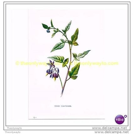 WOODY NIGHTSHADE, Book Illustration, c1902