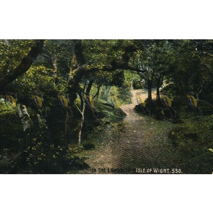 In The Landslip, IOW, 550 Ideal Postcard 1909