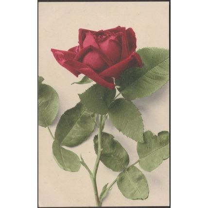 Blumen, Die Rose, 1918 - Martin Rommel AK
