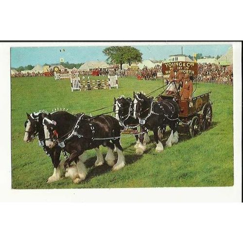 Animals YOUNG'S BREWERY DRAY HORSES Postcard by Salmon (6-00-13-01)
