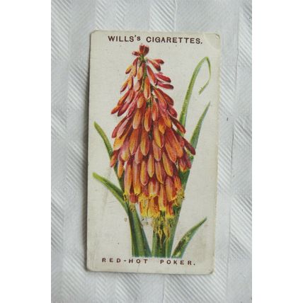 1913 Wills Old English Garden Flowers 2nd series No. 43 Red-Hot Poker