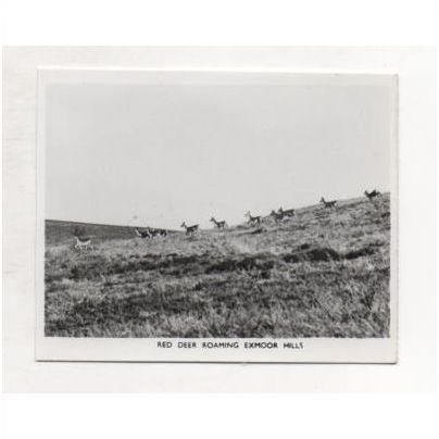Red Deer roaming on Exmoor hills, South West England. Small real photograph
