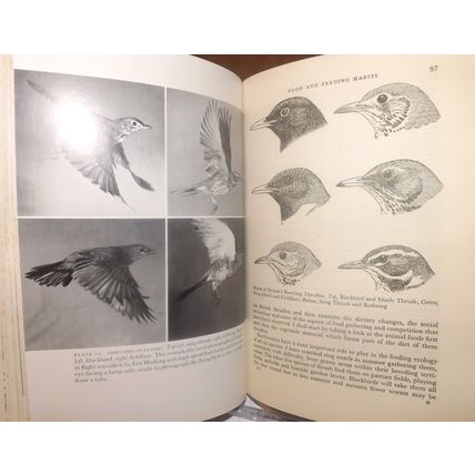 BRITISH THRUSHES (Eric Simms, HB, GC, 1978, 1st ed)