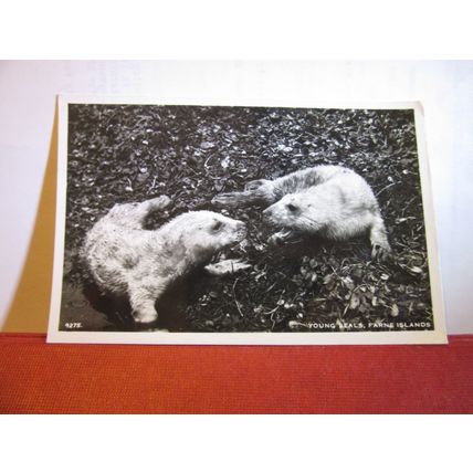 YOUNG SEALS, THE FARNE ISLANDS used postcard RP 1963 postmark.. #