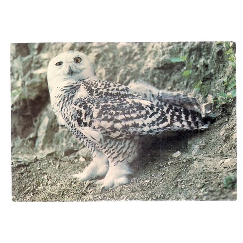 SNOWY OWL...unused postcard animals by J.Arthur Dixon KBP 22944 Collectacard #
