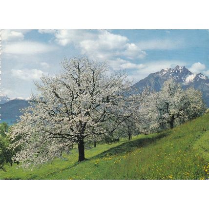 Pilatus Switzerland Postcard unused VGC