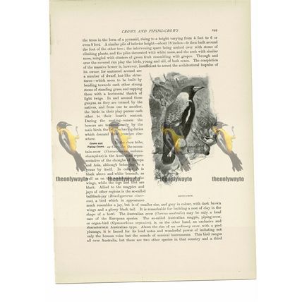 Piping Crow, Animal Book Illustration (Print) , c1916