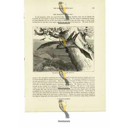 Roussette Bat, Book Illustration (Print), 1884