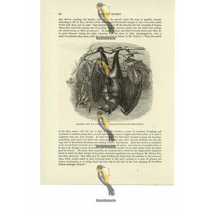 Collared Fruit Bat With Young, Book Illustration (Print), 1884