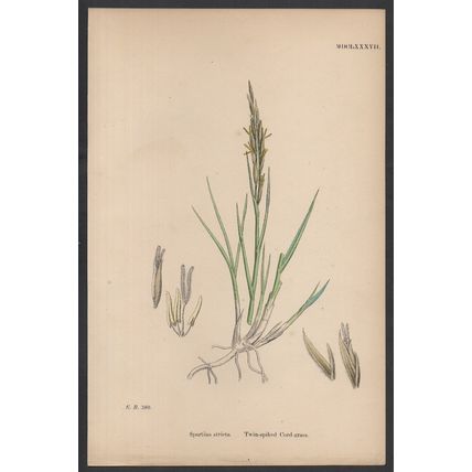 TWIN-SPIKED CORD-GRASS 1872 John Edward Sowerby PLANT PRINT