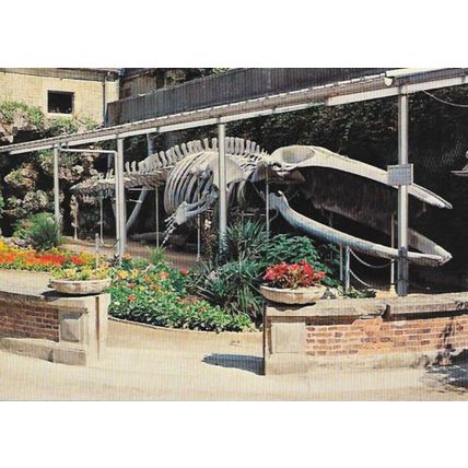 14 - Luc-sur-Mer - SQUELETTE DE LA BALEINE