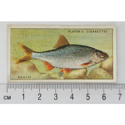 1933 Players Fresh-water Fishes, pink back No. 33 Roach