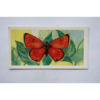 1958 Swettenham tea card Butterflies & Moths No. 17 Dark Under Wing Copper