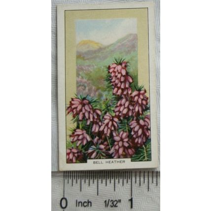 1939 Gallaher's Wild flowers No. 2 Bell Heather