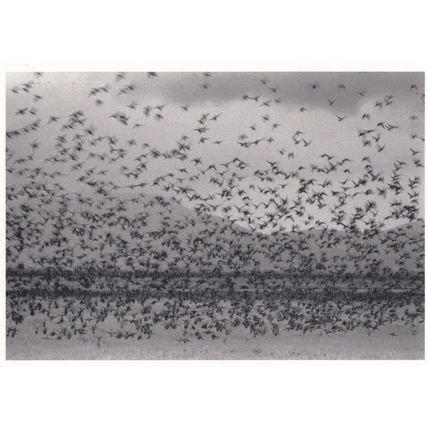 Robert Northshield American USA Gathering Of Ducks RPC Award Photo Postcard