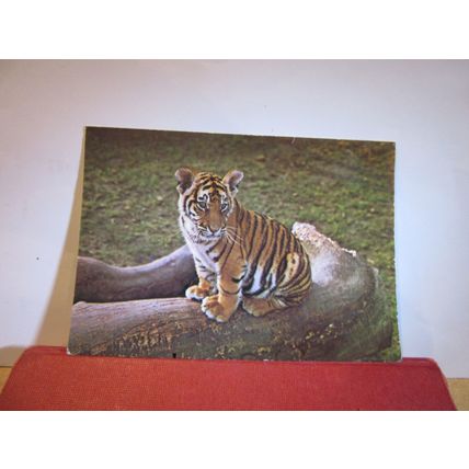 A TIGER CUB, TWYCROSS ZOO, LEICESTERSHIRE unused vintage postcard =