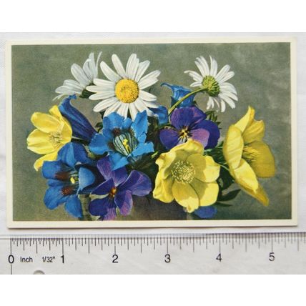old Postcard Flower Chrysanthemum Leucanthemum