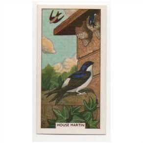 British Birds & their nests Sunlight soap trading card # 16 House Martin