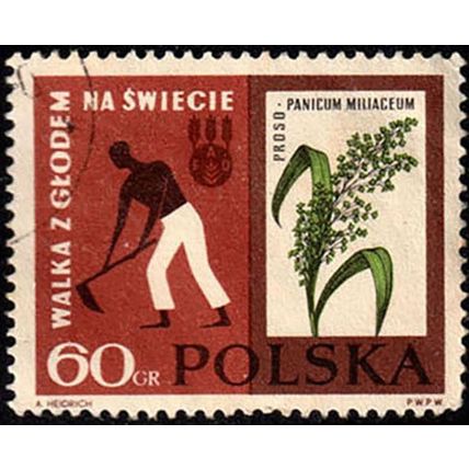 Poland 1963 Fight against Hunger 60gr Used Stamp Flower
