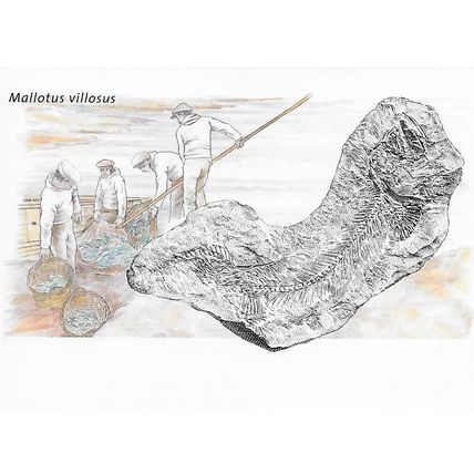 BET.G418/20: Greenlandic Fossil Finds