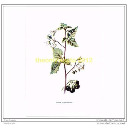 BLACK NIGHTSHADE, FROM FAMILIAR WILD FLOWERS, c1902, Book Illustration