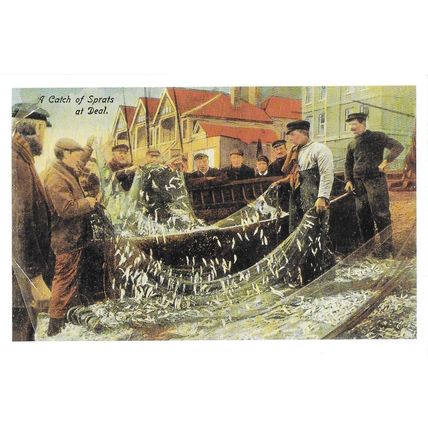 Postcard A Catch of Sprats at Deal Fish Fishermen Nets Fishing Boat - Nostalgia