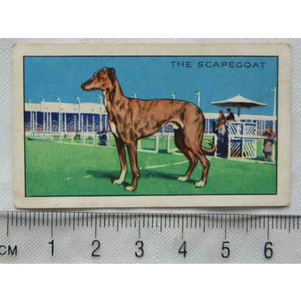 1934 Gallaher's Park Drive Champions No. 43 The Scapegoat, greyhound racing