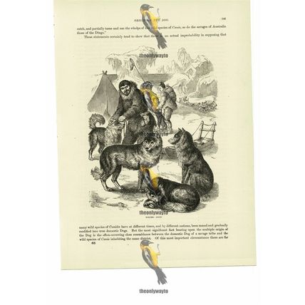 Eskimo Dogs, Book Illustration (Print), 1884