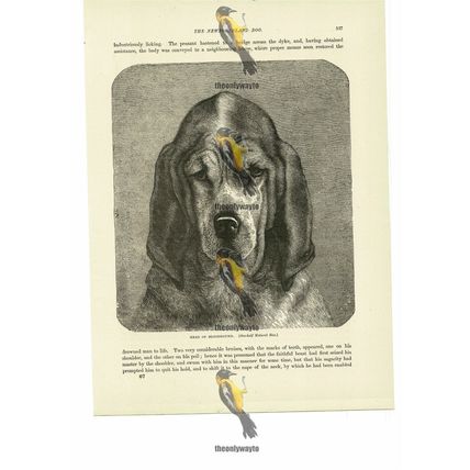 Bloodhound Head, Book Illustration (Print), 1884
