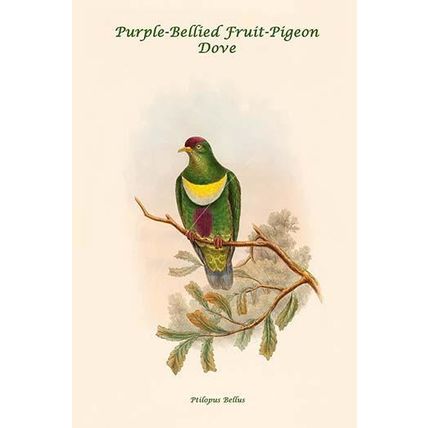 Ptilopus Bellus - Purple-Bellied Fruit-Pigeon - Dove 12 x 18 Poster