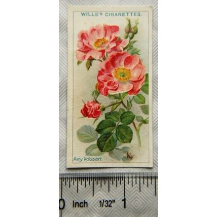 1912 Wills Roses No. 15 Amy Robsart