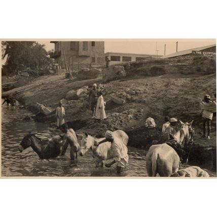 Washing Horses in Natal River Africa Old Postcard