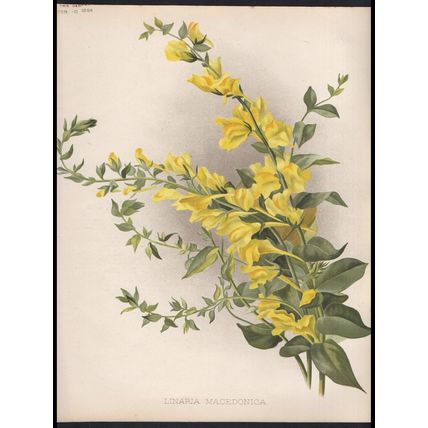 BEST LINARIAS 1894 Gertrude Hamilton - Guillaume Severeyns CHROMOLITHOGRAPH