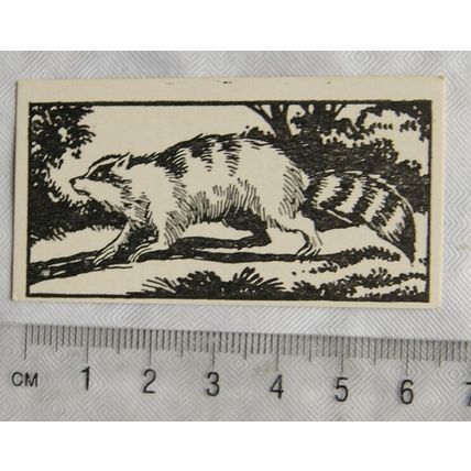 1953 Teddy Bear Lollies Interesting Animals card No. 31 Ragoon