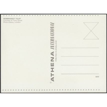 Petals - Rembrandt Tulip, c.1990s - Athena Postcard