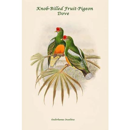 Oedirhunus Insolitus - Knob-Billed Fruit-Pigeon - Dove 12 x 18 Poster