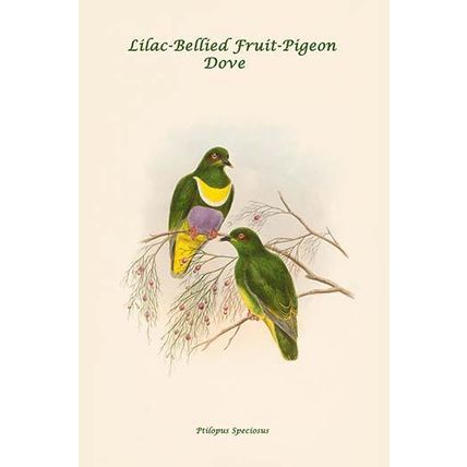 Ptilopus Speciosus - Lilac-Bellied Fruit-Pigeon - Dove 12 x 18 Poster