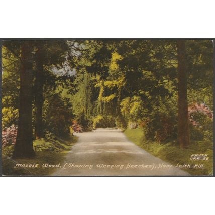 Mosses Wood showing Weeping Beeches, Leith Hill, Surrey, 1965 - Frith's Postcard
