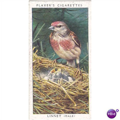 Players Birds & Their Young Card No. 24 Linnet