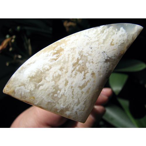 Stinkingwater Plume Agate Large Tooth Cabochon: White Plumes; 108.6 cts; Oregon