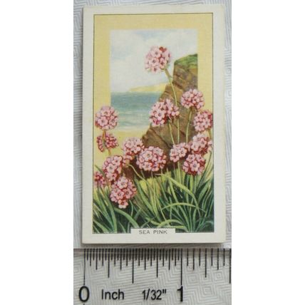 1939 Gallaher's Wild flowers No. 37 Thrift