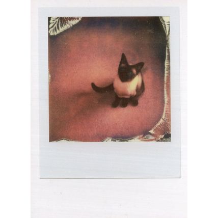 Siamese Cat Kitten Award Analogue Camera Film Photo Postcard